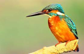 Nature Conservation and Health Care Council